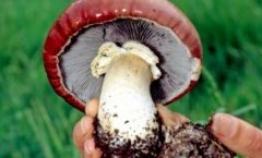 Mushrooms Clean Stormwater