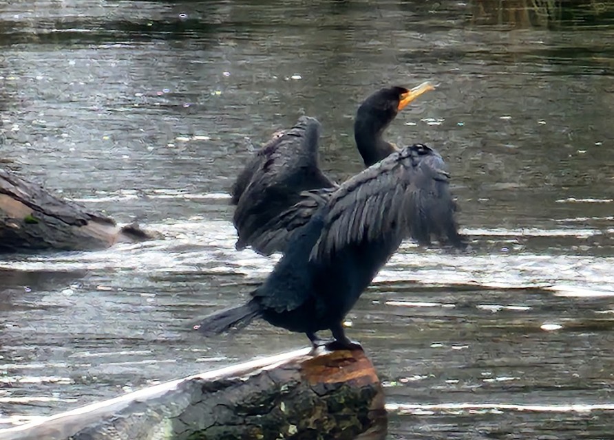Cormorant on Bear Creek