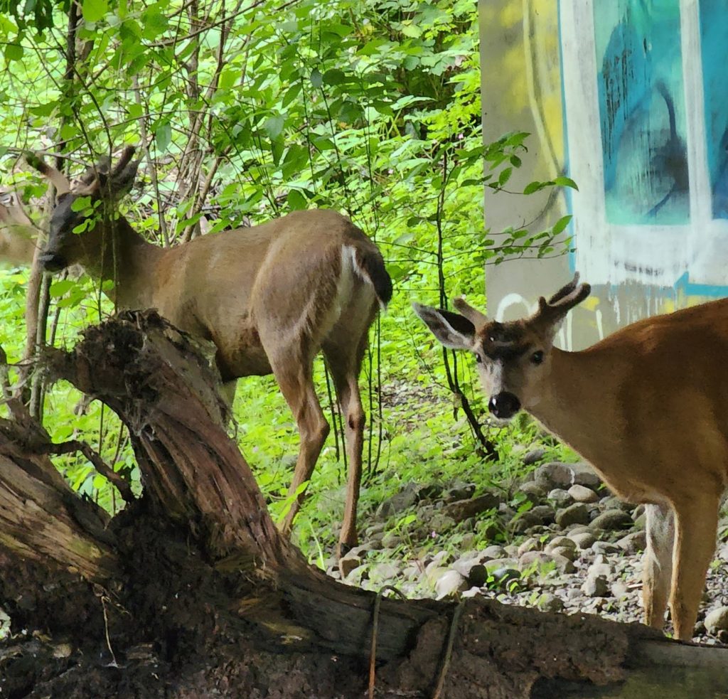 Young bucks at the Evans Creek monitoring site.